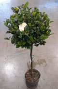 10" Gardenia Standard 